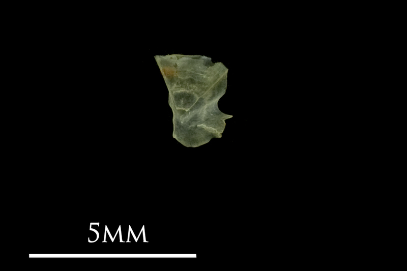 Bullhead subopercular medial view