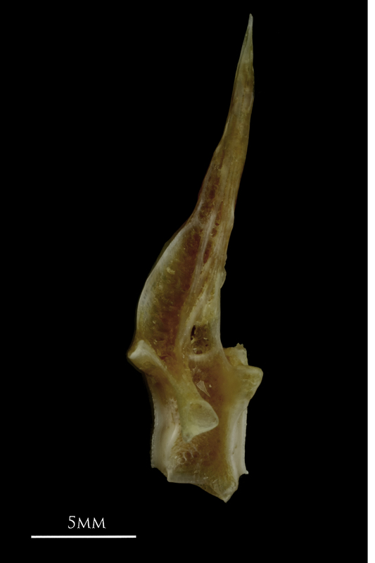 Couch's seabream precaudal vertebra lateral view