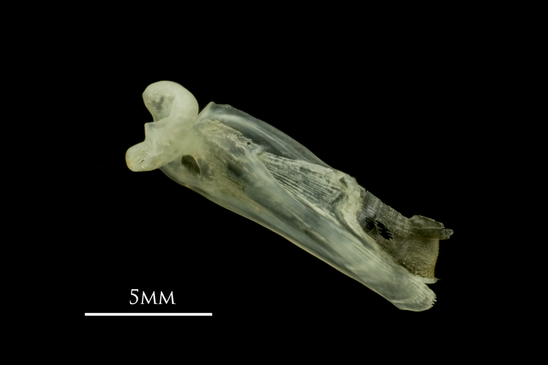 Red mullet maxilla medial view