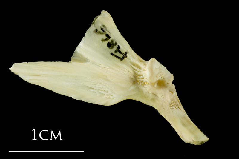 Atlantic cod palatine medial view