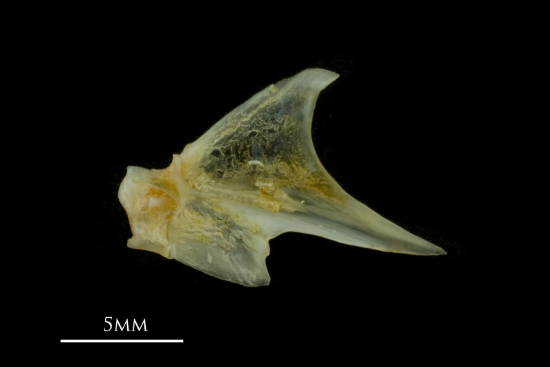 Black seabream articular medial view