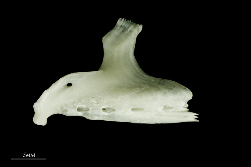 Freshwater bream dentary lateral view