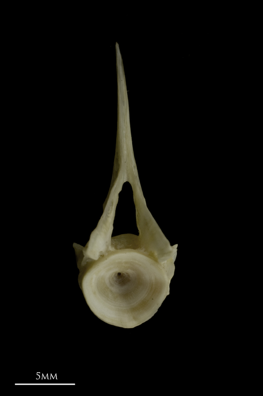 Zander precaudal vertebra anterior view