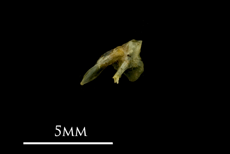 Bullhead posttemporal medial view