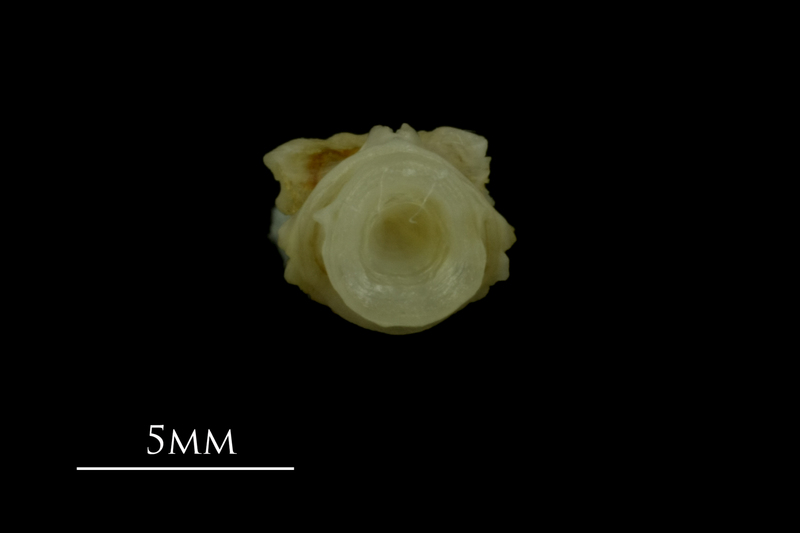 Mediterranean moray basioccipital posterior view