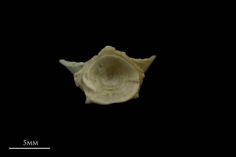 Zander basioccipital posterior view