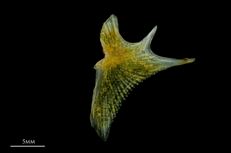 Grey gurnard opercular lateral view