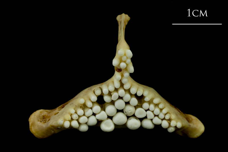 Ballan wrasse pharyngeal dorsal view