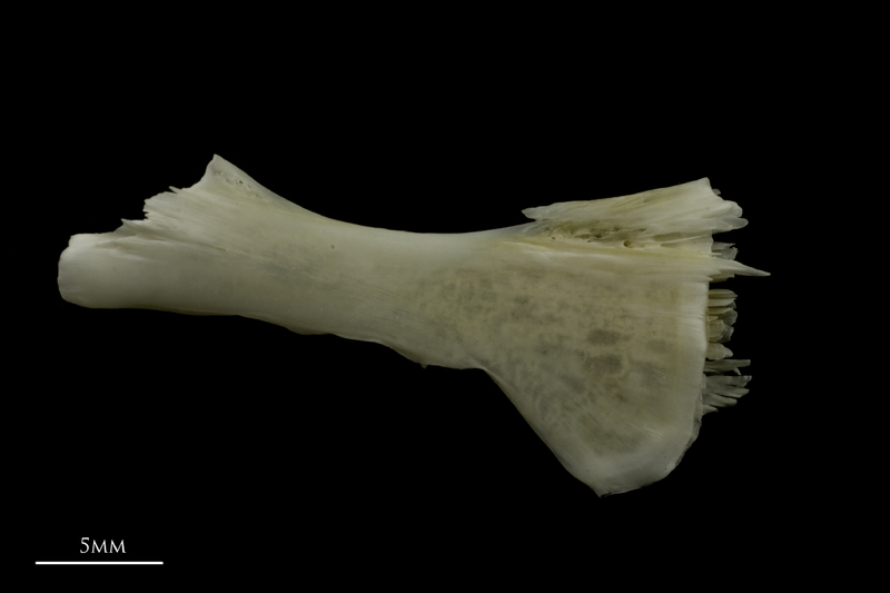 Zander ceratohyal lateral view