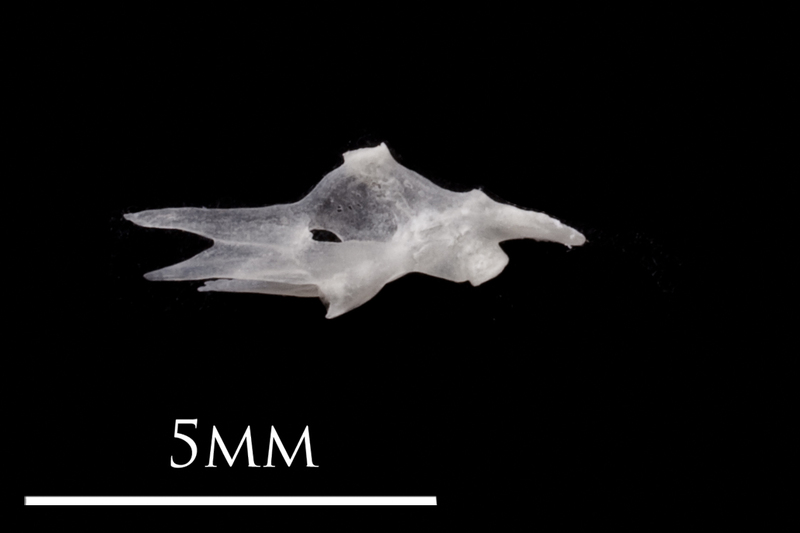 European eel hyomandibular medial view