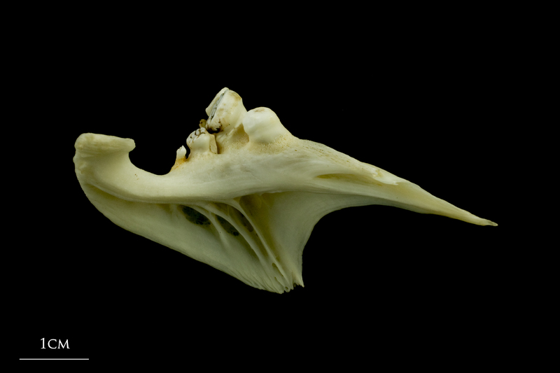 Common carp pharyngeal ventral view