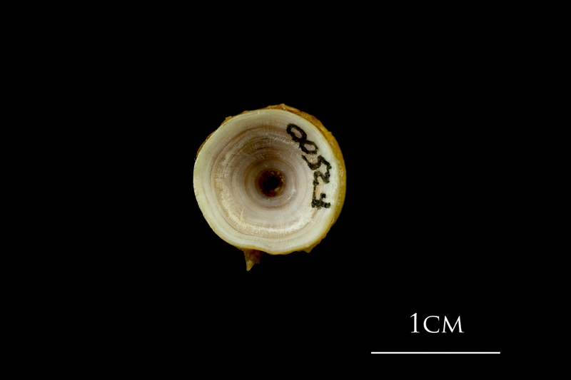 Northern pike precaudal vertebra anterior view