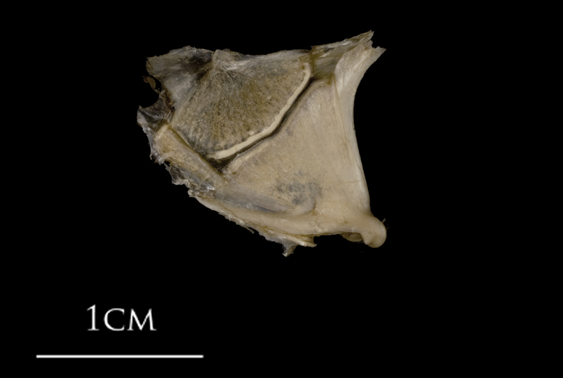 White grouper quadrate medial view