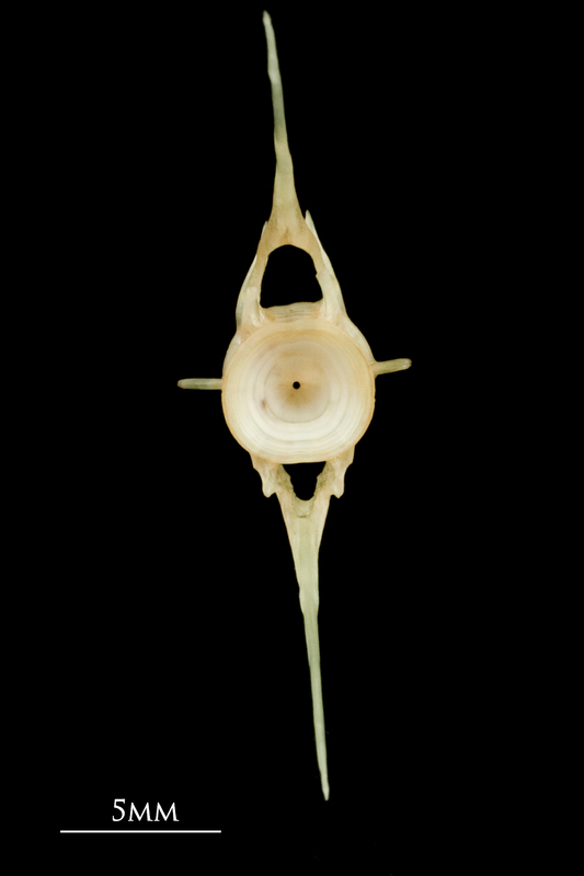 Garfish caudal vertebra anterior view