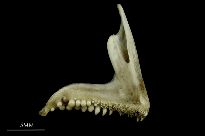 Common pandora premaxilla medial view