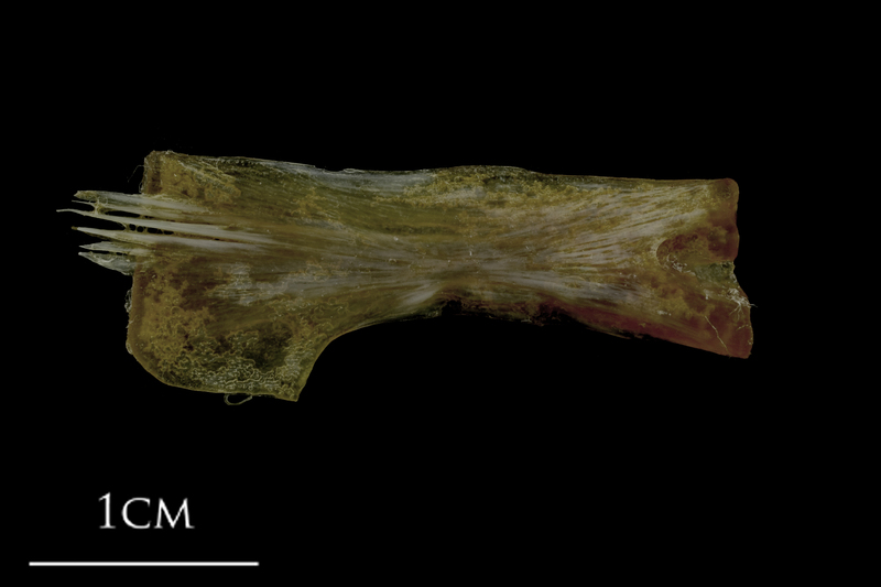 Spanish mackerel ceratohyal medial view