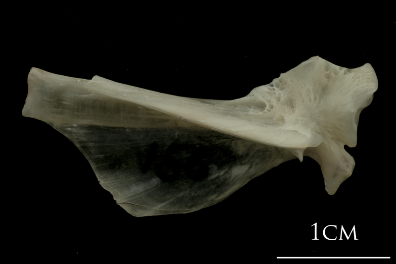 Turbot hyomandibular lateral view