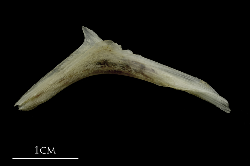 Brill for assessment lateral view