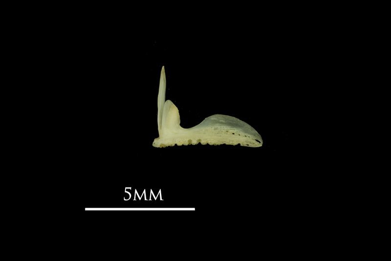 Bullhead premaxilla lateral view