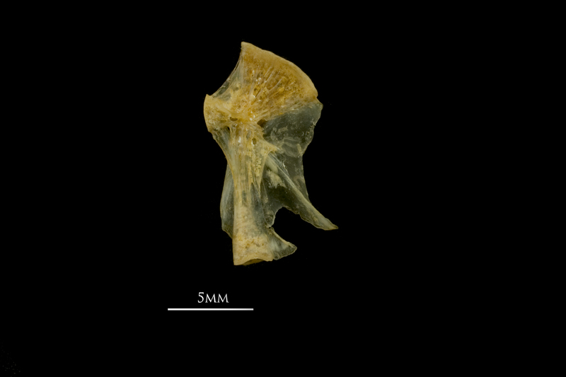 Vendace hyomandibular medial view