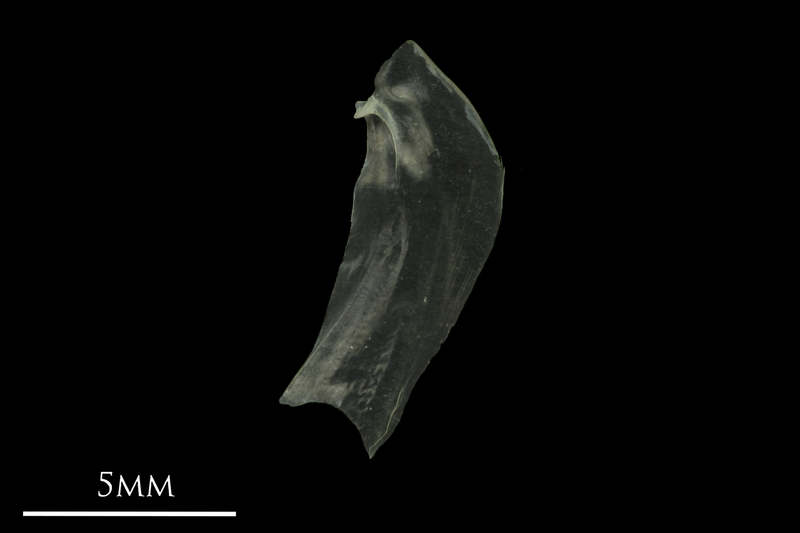 European anchovy opercular medial view