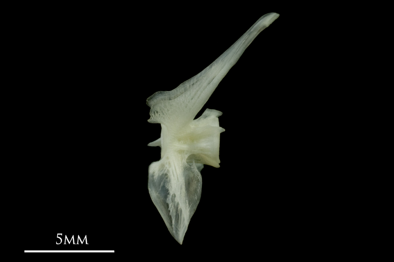 Poor cod precaudal vertebra lateral view