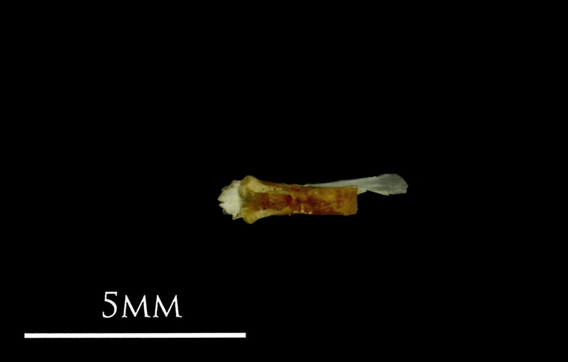 Small sandeel for assessment ventral view