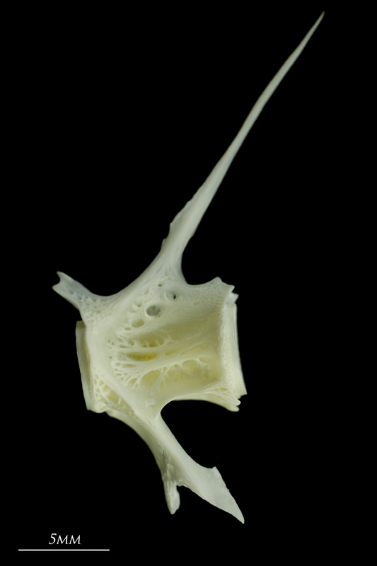 European seabass precaudal vertebra lateral view