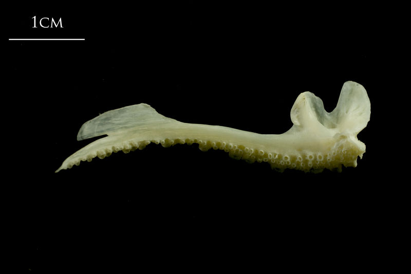 Whiting premaxilla medial view