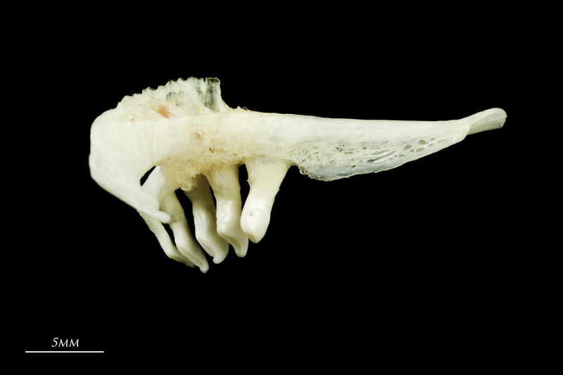 Freshwater bream pharyngeal ventral view