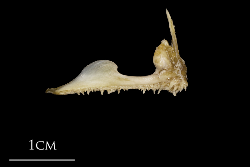 White grouper premaxilla medial view