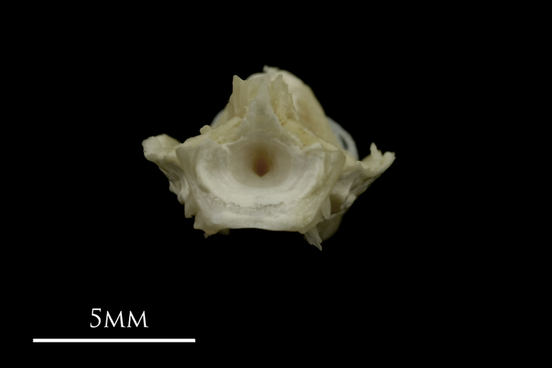 Grayling basioccipital posterior view