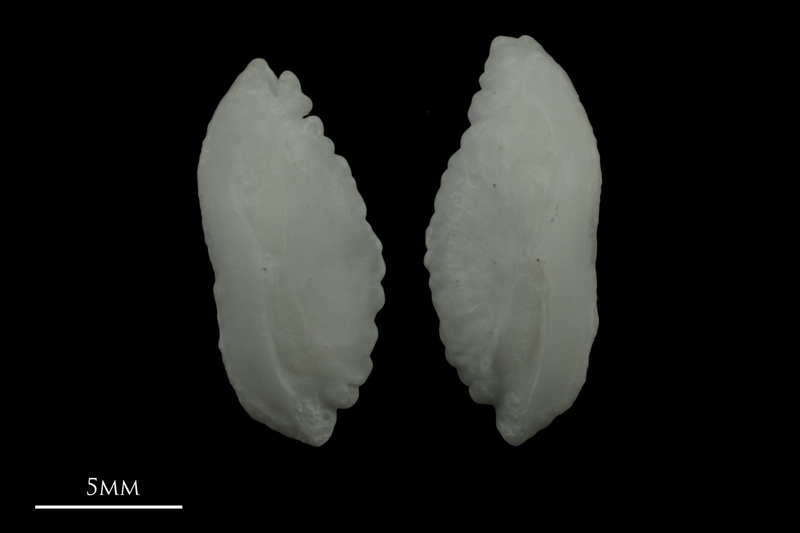 Burbot otolith(s) detail view