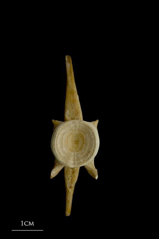 Atlantic bluefin tuna  ultimate vertebra anterior view