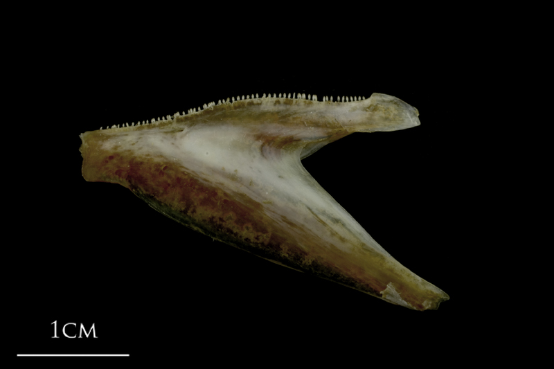 Spanish mackerel dentary lateral view