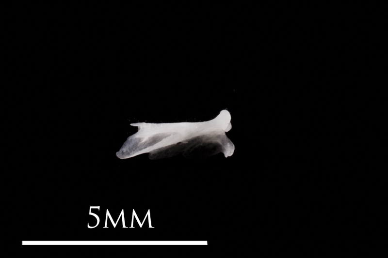 European eel quadrate lateral view