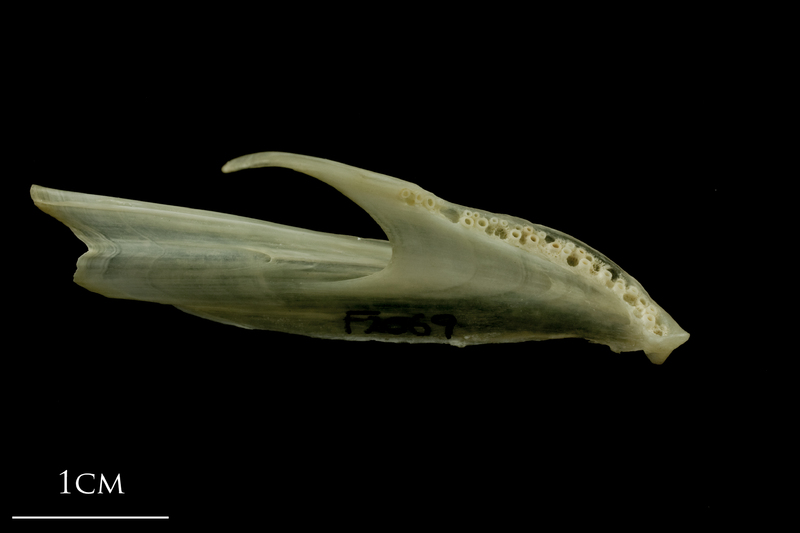 Haddock dentary detail view