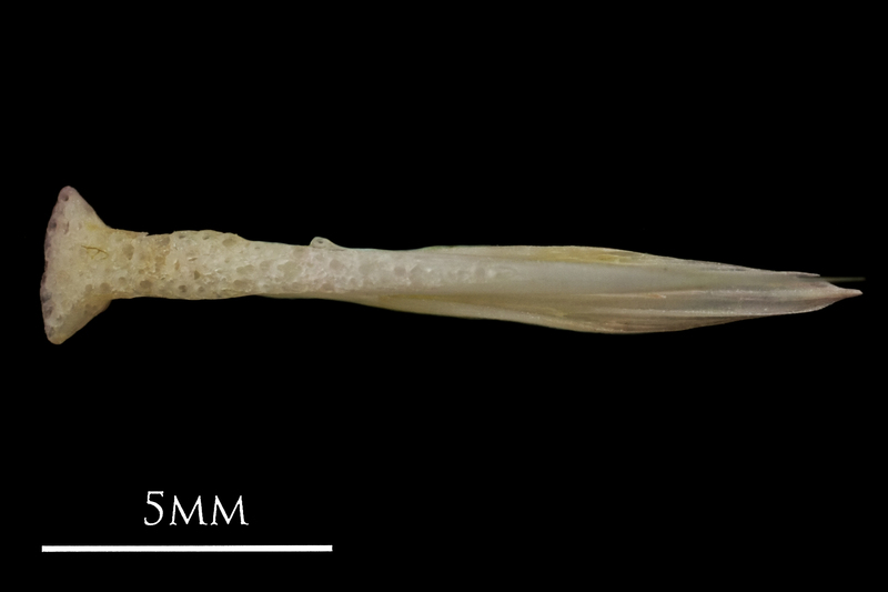 European eel vomer ventral view