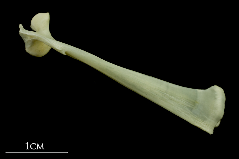 Bullrout maxilla lateral view