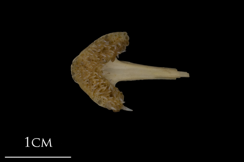 Shore rockling vomer ventral view