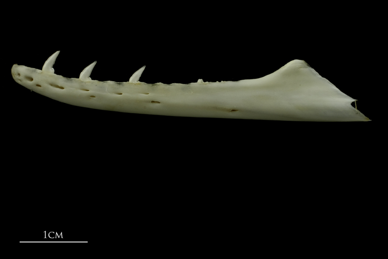 Mediterranean moray dentary lateral view