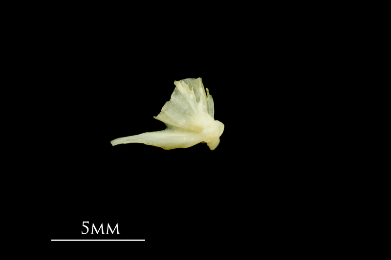 Five-Bearded Rockling quadrate medial view