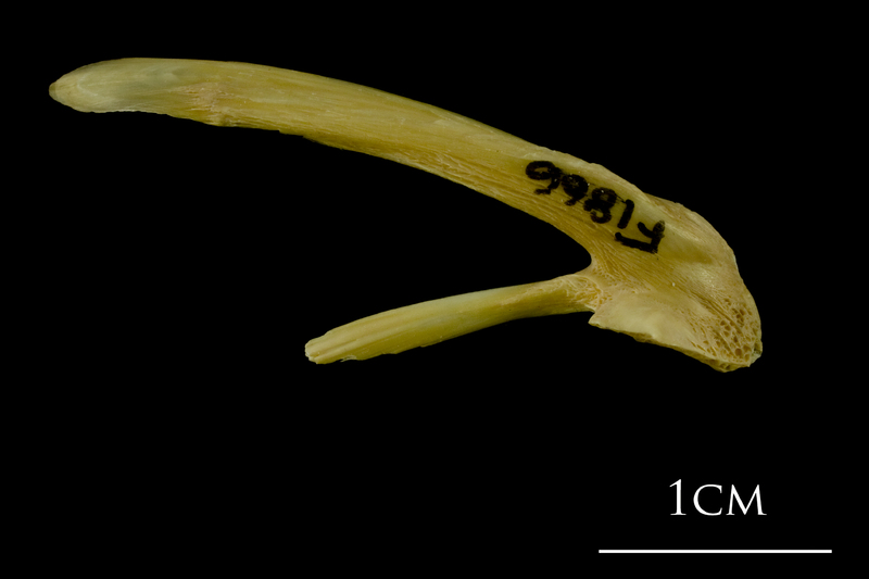 Atlantic cod posttemporal lateral view