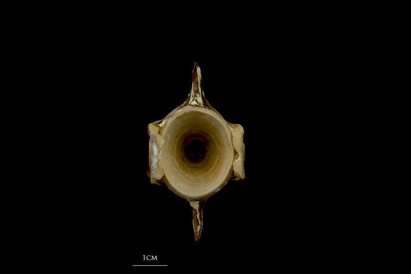 Atlantic bluefin tuna  precaudal vertebra anterior view