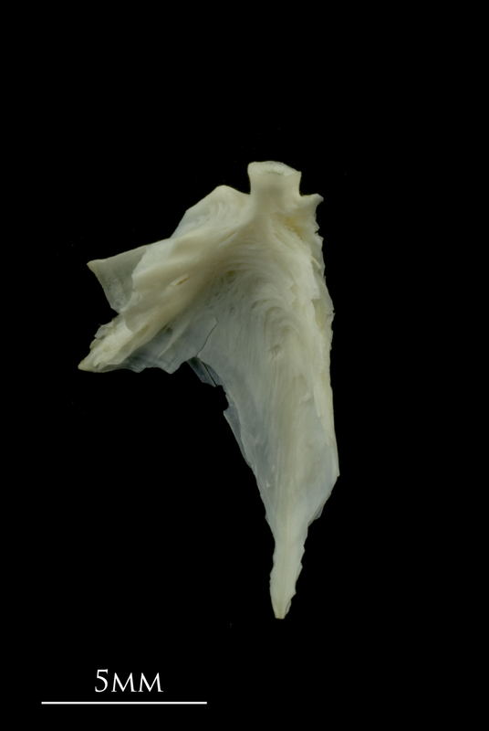 Dragonet articular lateral view