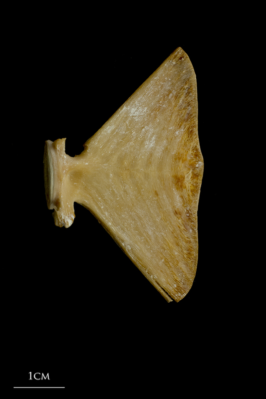 Atlantic bluefin tuna  ultimate vertebra lateral view