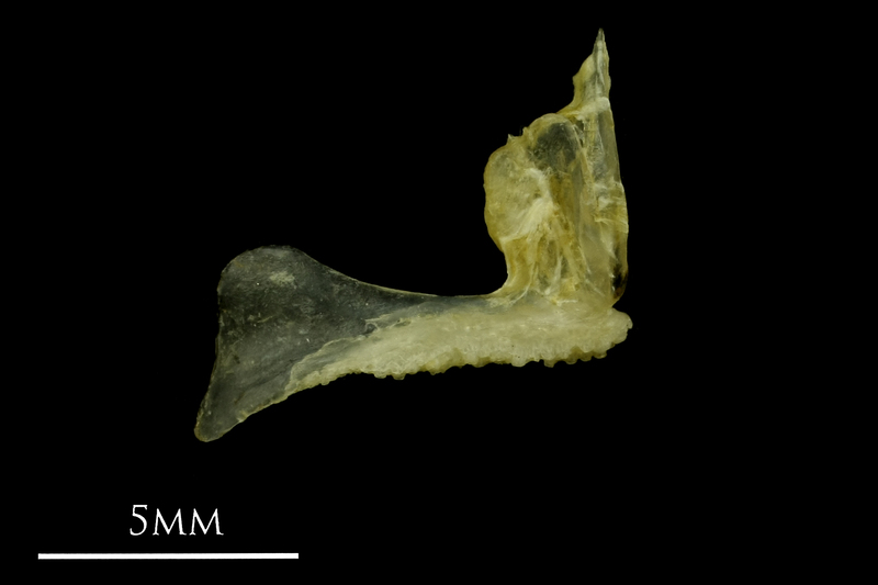 Ruffe premaxilla lateral view