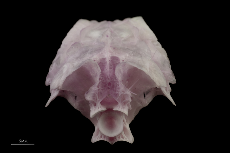 Parrot fish parasphenoid basioccipital complex posterior view