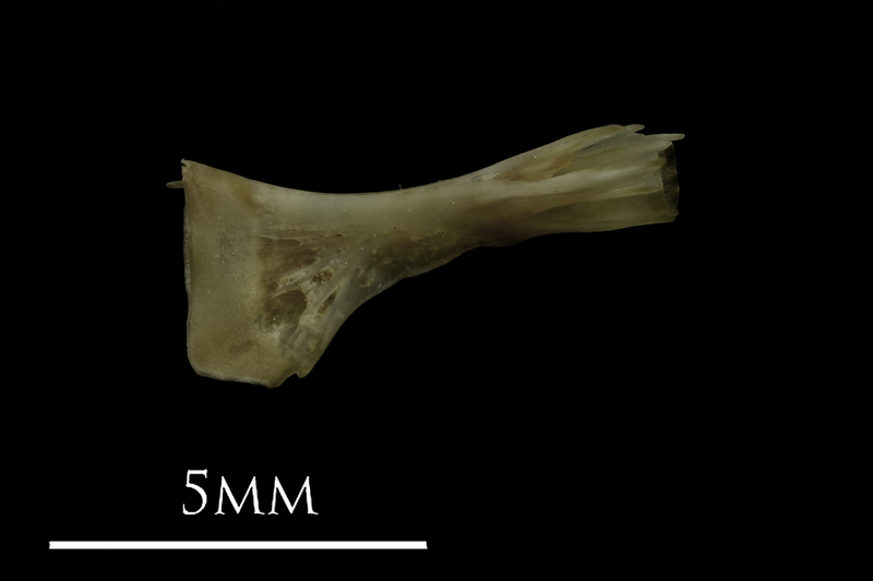 Eelpout ceratohyal medial view