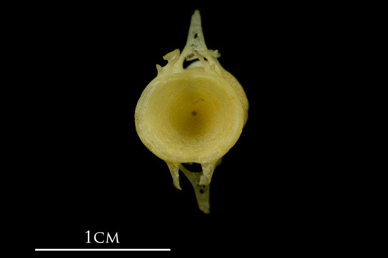 Atlantic mackerel precaudal vertebra anterior view